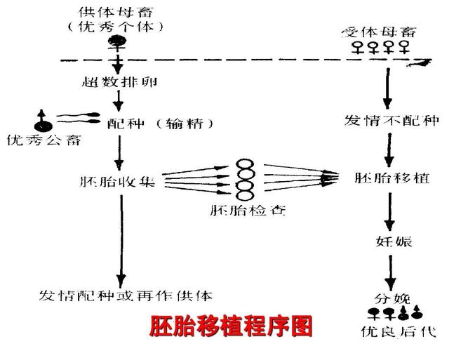 三代试管助孕包成功方案中鲜胚移植全流程揭秘